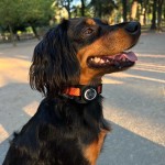 Housse AirTag pour collier - Boutique en ligne iServices