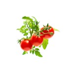 Tomate Mini Click & Grow