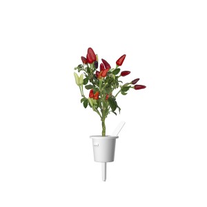 Piment Rouge Click & Grow dans une coupe de plantation