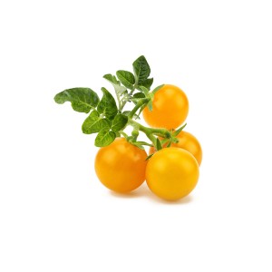 Tomate Jaune Click & Grow