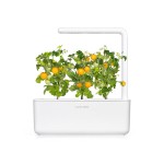 tomate jaune dans un smart garden