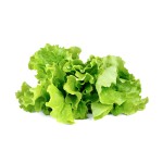 Laitue Frisée Click & Grow