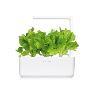 laitue frisée dans un smart garden