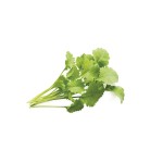 Cresson de jardin Click & Grow