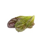 Laitue Romaine rouge  Click & Grow