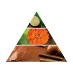 Pyramide olfactive d'Huile Essentielle pour Diffuseur Turquesa